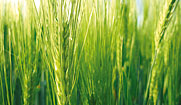 Granels agroalimentaris Granels agroalimentaris